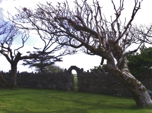 Stone wall and tree